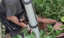 Cane scivola in una scarpata a Longarone e rimane bloccato