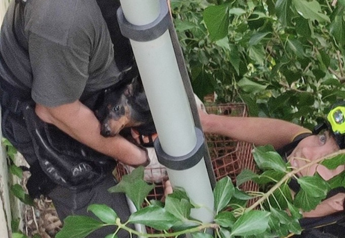 Cane scivola in una scarpata a Longarone e rimane bloccato