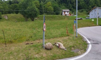 Pecore sbranate dal lupo a Chies d’Alpago, a pochi passi dalle abitazioni