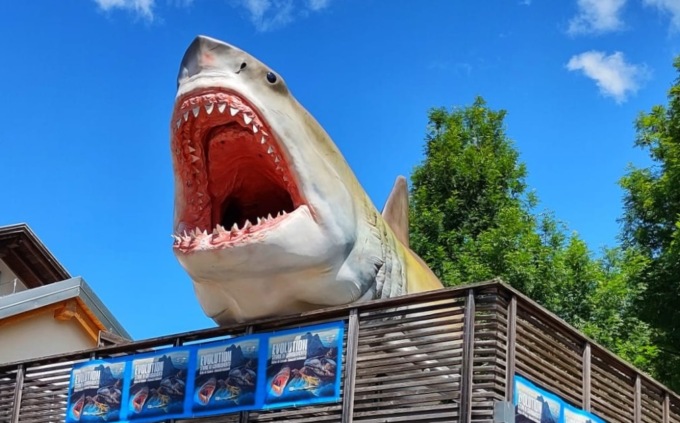 Sulle Dolomiti un megalodonte di 11 metri di lunghezza perfettamente conservato