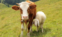 Mucche imbizzarrite in Val di Siusi: 40enne bellunese spinta a terra e calpestata