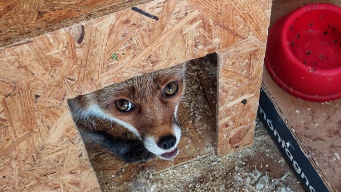 Una raccolta fondi per Branco Selvaggio: “Aiutateci ad occuparci degli animali abbandonati”