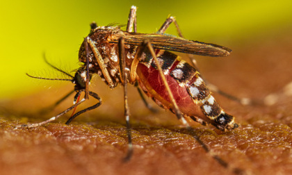 Caso di febbre Dengue a Feltre, al via la disinfestazione