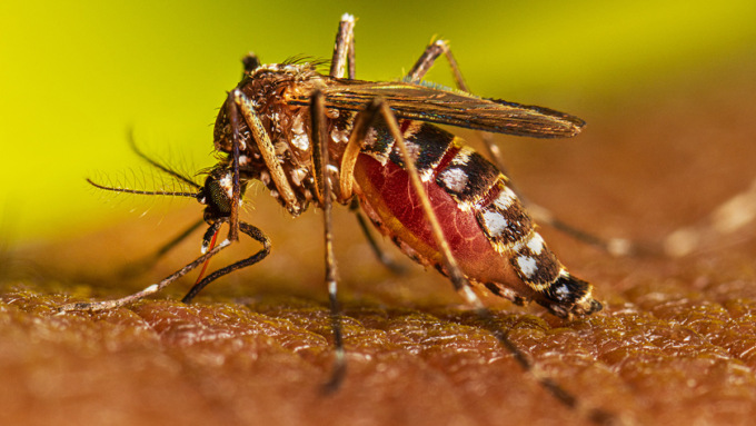 Caso di febbre Dengue a Feltre, al via la disinfestazione