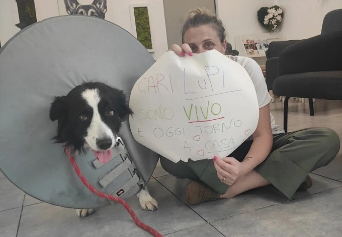 “Cari lupi, eravate in due, attaccati al mio corpo…”: la padrona di Jack scrive alle istituzioni