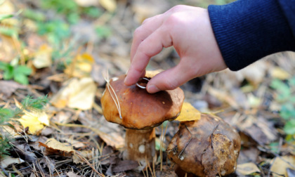Cansiglio, fungaiolo 74enne si perde nel bosco: ritrovato dopo 4 ore di ricerche