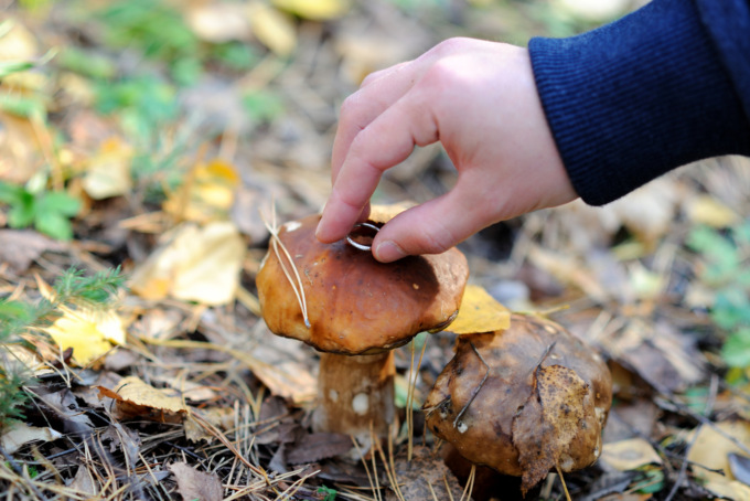 Cansiglio, fungaiolo 74enne si perde nel bosco: ritrovato dopo 4 ore di ricerche
