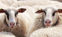 Cerca di contenere le pecore ma si lussa una spalla, pastore siciliano elisoccorso a Longarone