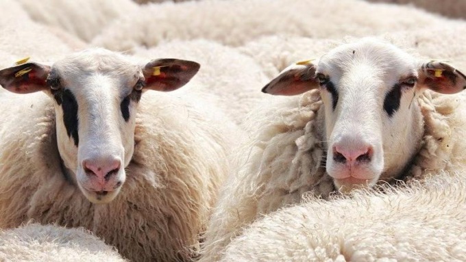 Cerca di contenere le pecore ma si lussa una spalla, pastore siciliano elisoccorso a Longarone