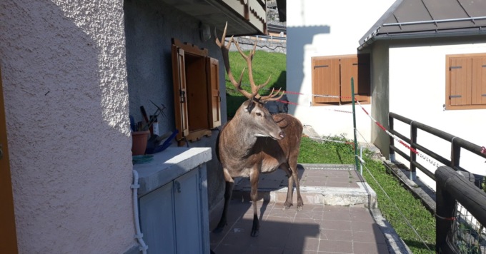 L’accorato appello sul cervo Bambotto, ucciso con una fucilata: “Non mangiatelo e restituite il corpo”