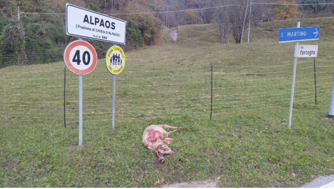 Pecora sbranata in Alpago, l’allevatore: “Non riuscivo a cacciare il lupo”