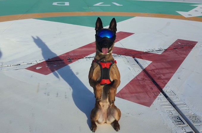 Attivata l’unità cinofila fissa sulle Dolomiti, in caso di valanghe può fare la differenza