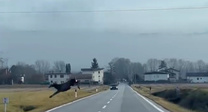 1, 2, 3 e… via! Il cervo supera con un balzo la strada a Santa Giustina