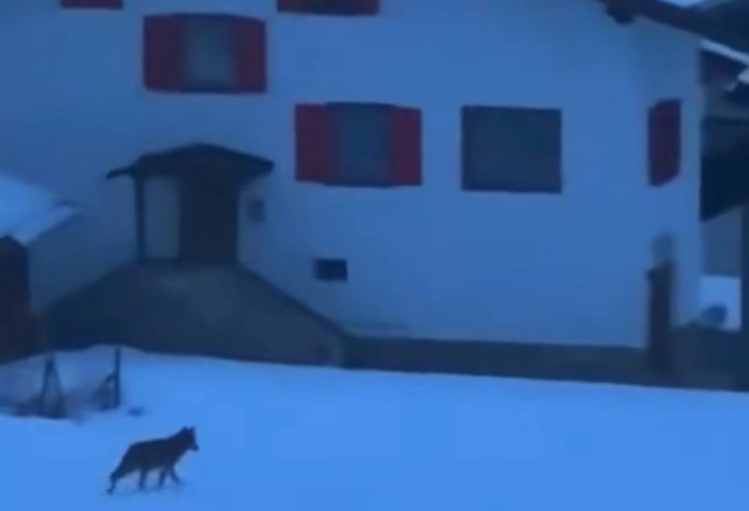 Lupo entra in una casa a Falcade, i cittadini: “Il sindaco faccia qualcosa”