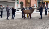 Cervo affamato in Corso Italia, accerchiato come i vip