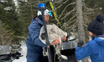 Meticcio si ferisce vicino alle piste da sci, soccorso dalla polizia con garze e calzini