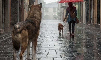 Incontra un lupo in centro e si mette a urlare: “Per fortuna avevo l’ombrello”
