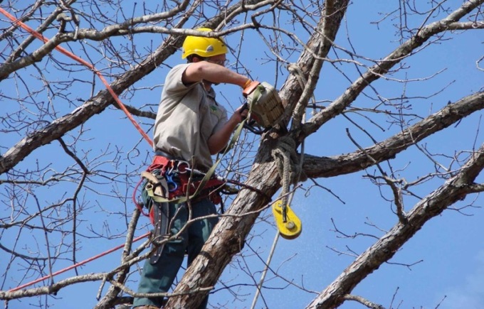 “Potature devastanti e senza senso”: esposto in Procura contro il Comune di Belluno