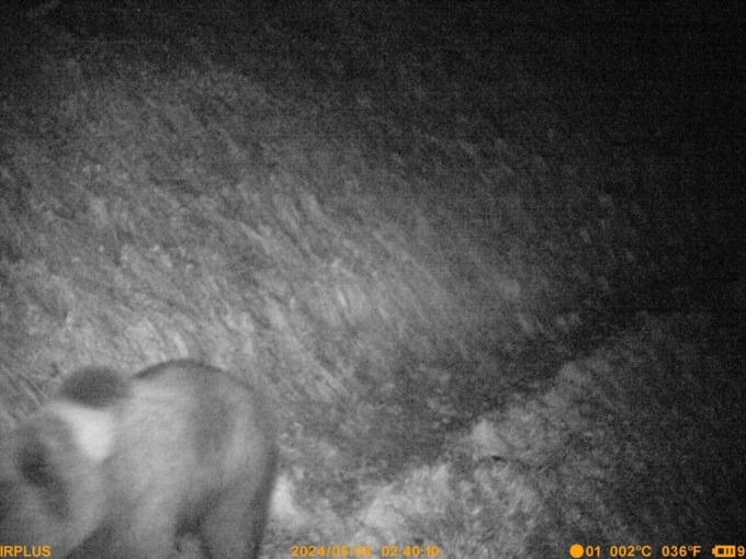 Nuovo attacco dell’orso in Val di Zoldo, la polizia: “Usate i recinti elettrificati”