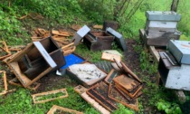 Orso distrugge un apiario a Zoldo e mangia 80 kg di miele
