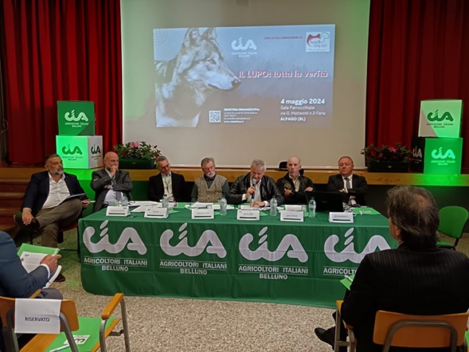 Via all’abbattimento selettivo del lupo: “In 5 anni perse 700 pecore”