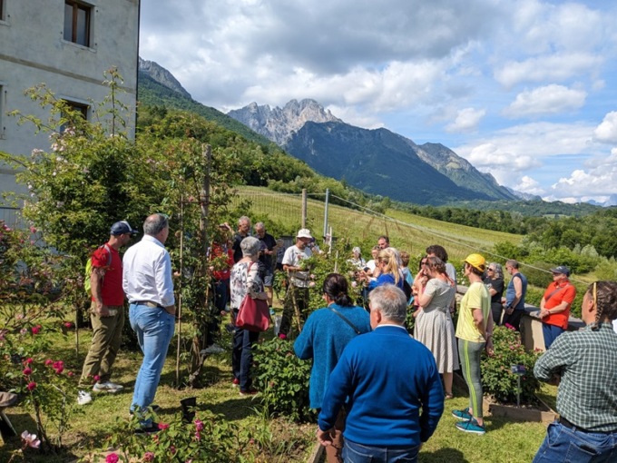 Oltre 500 persone alla festa delle rose nel Museo etnografico di Seravella