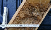 Orso ghiotto di miele bellunese, dopo Zoldo devastato apiario a Longarone