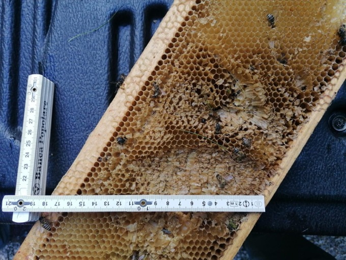 Orso ghiotto di miele bellunese, dopo Zoldo devastato apiario a Longarone