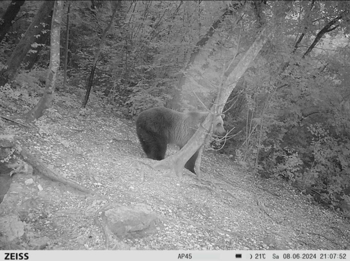 Orso immortalato sul Monte Avena, è diverso da quello avvistato a Zoldo e Longarone