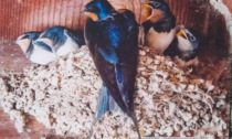 Distrutti nidi di rondine a Belluno, De Kunovich: “Attenzione, è un reato”