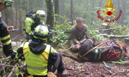 Scivola e cade in un dirupo, mucca recuperata da Drago 154