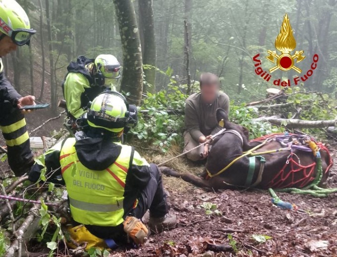 Scivola e cade in un dirupo, mucca recuperata da Drago 154