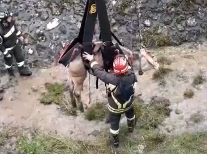 Vitella scivola e rimane bloccata in un canale, il video del recupero in Cadore