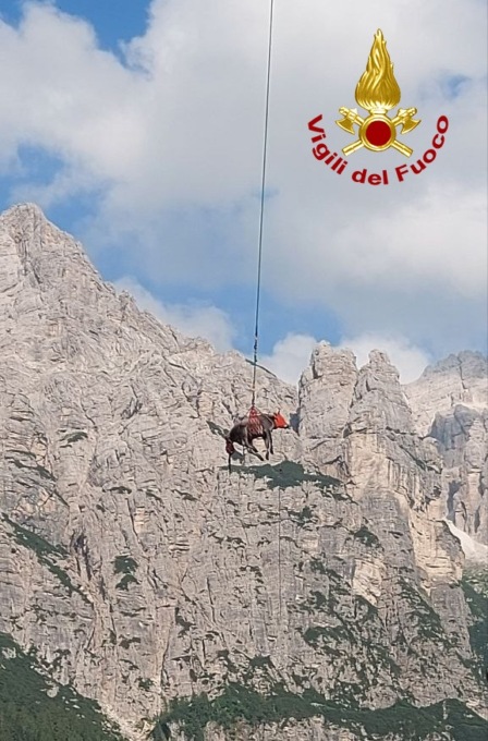 Agordino, mucca malata recuperata dai vigili del fuoco con il gancio baricentrico