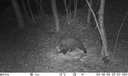 Un altro orso fotografato nel Bellunese, tra Seren e Fonzaso
