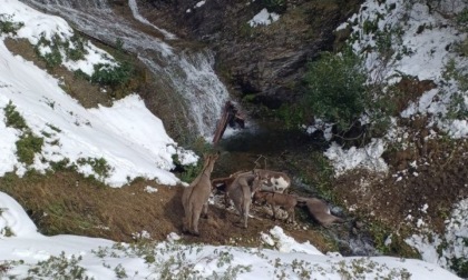 Cane spaventa cavalli e asini che cadono in un dirupo: 18 esemplari morti