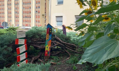 Ospedale di Feltre abbellito dai girasoli regalati da un paziente