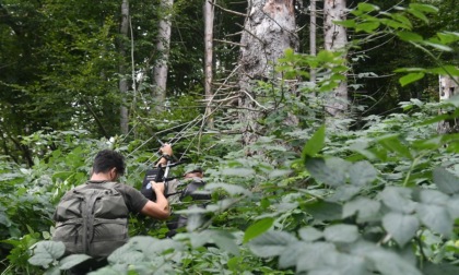 Radiocollarato un altro lupo nel Parco Nazionale Dolomiti bellunesi