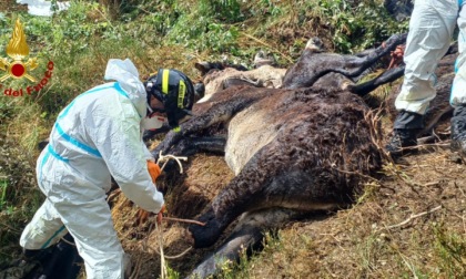 Asini precipitati in un burrone, continua il recupero dei corpi