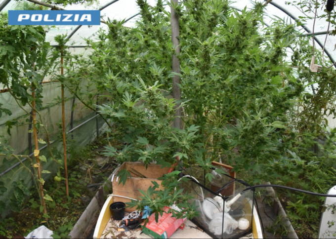 Arrestato 49enne per coltivazione di marijuana: a casa 27 piante ed essiccatoio