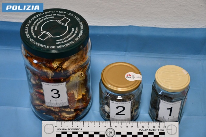Scoperta coltivazione di funghi allucinogeni in una casa di Arsiè