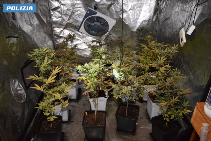 Nascondeva 56 piante di marijuana in casa: arrestato 38enne agordino