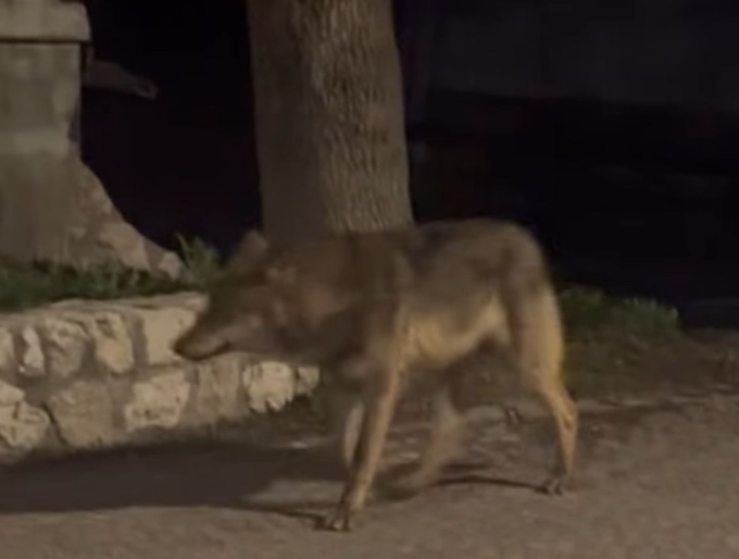 Il video del lupo che passeggia a Cortina d’Ampezzo