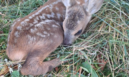 Belluno, piccolo cerbiatto travolto dalla falciatrice muore prima dell'arrivo del veterinario