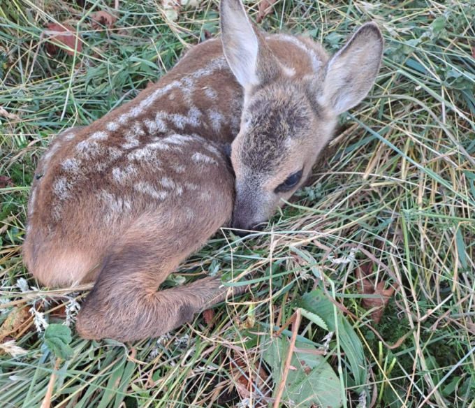Belluno, piccolo cerbiatto travolto dalla falciatrice muore prima dell’arrivo del veterinario