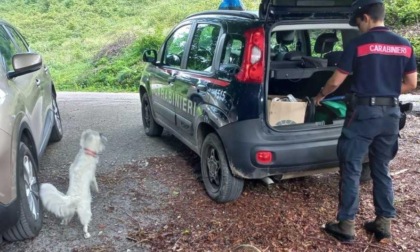 Raccolta funghi: 24 sanzioni per oltre 2.700 euro in provincia di Belluno