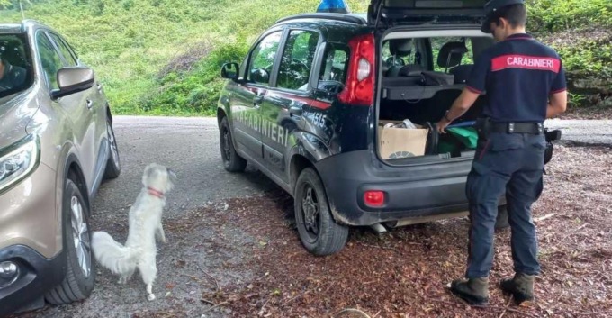 Raccolta funghi: 24 sanzioni per oltre 2.700 euro in provincia di Belluno