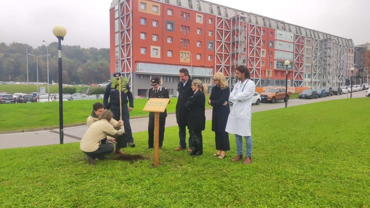 Un “Albero per la Salute” all’Ospedale di Belluno: piantato un Acero di Monte per unire ambiente e benessere
