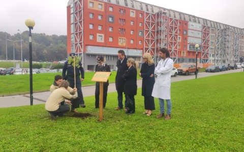 Un “Albero per la Salute” all’Ospedale di Belluno: piantato un Acero di Monte per unire ambiente e benessere