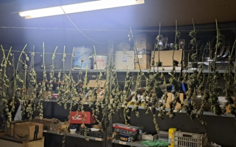 Serra di marijuana nascosta in giardino a Fener: arrestato un uomo